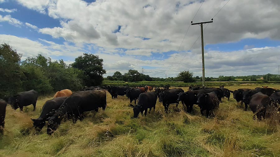 Cattle mob at
Phepson Farm © Helen Brothwell