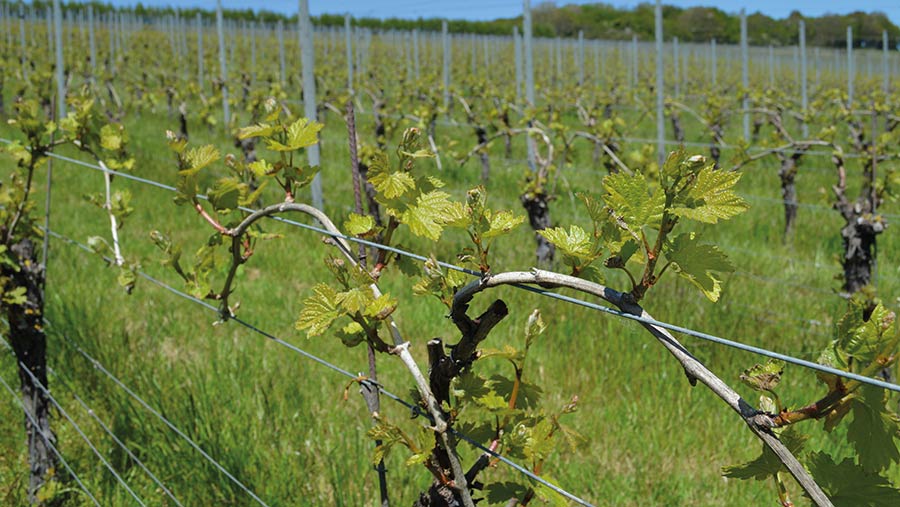 Vines on the Wiston Estate