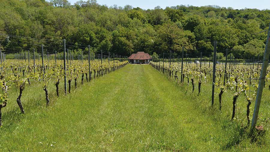 The Wiston Estate vineyard