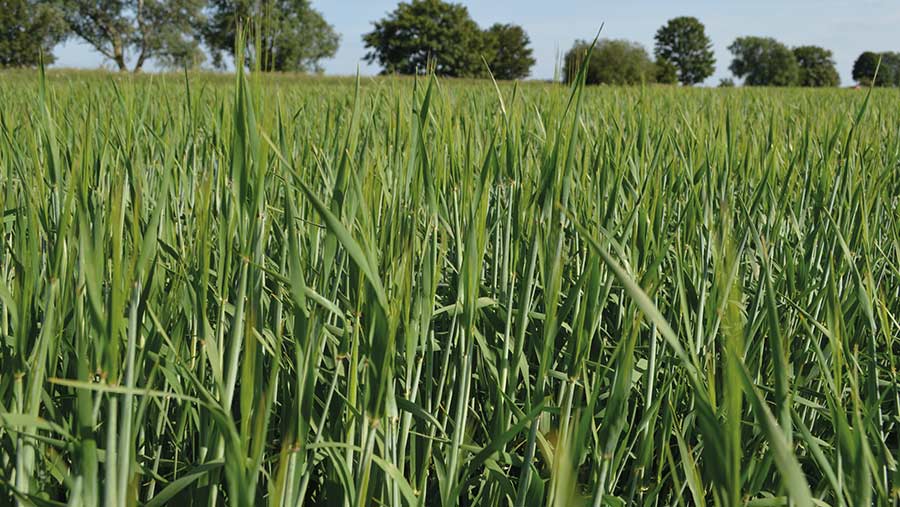 Firefoxx spring barley © MAG/David Jones