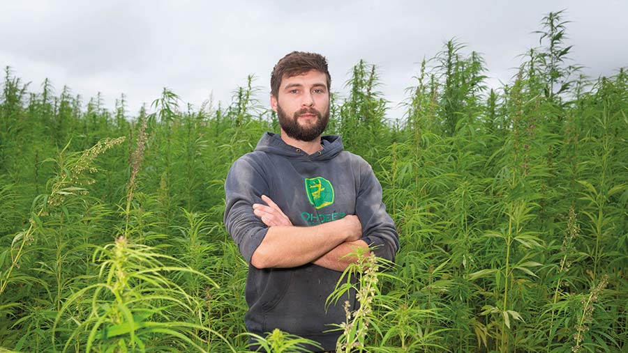 Man standing in head-high hemp crop