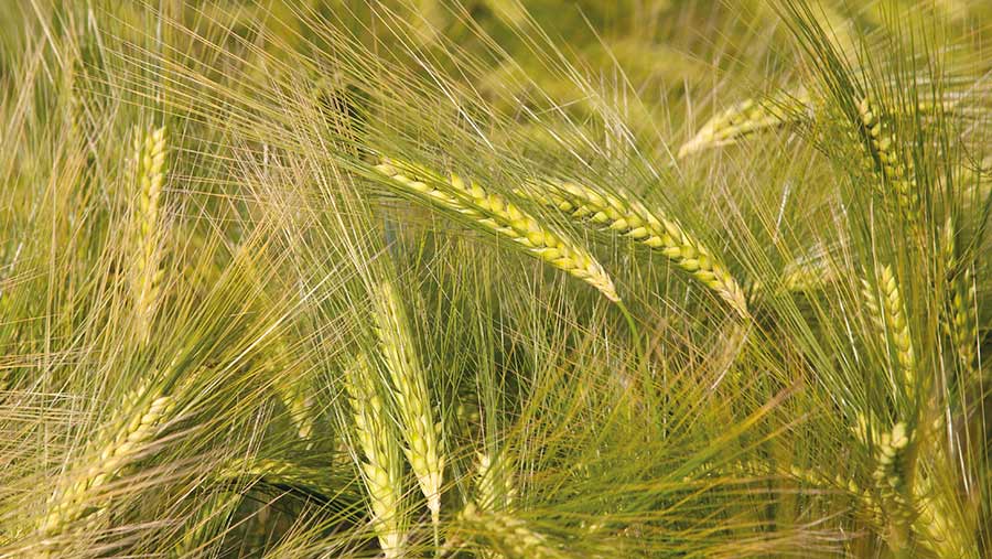 Hybris winter barley ears