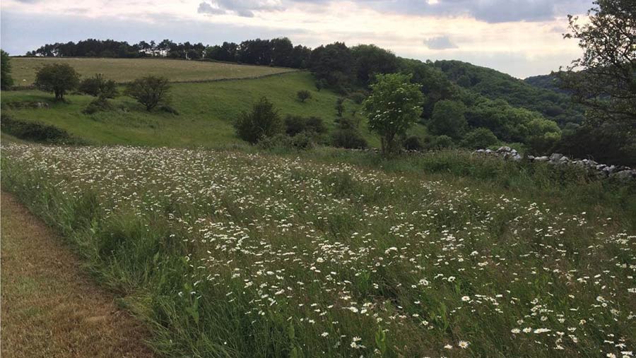 Herbal leys strip in flower