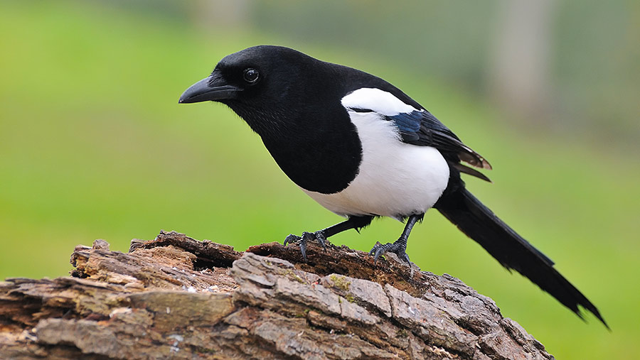 Magpies as well as jackdaws and jays could be removed from general licences © Adobe Stock