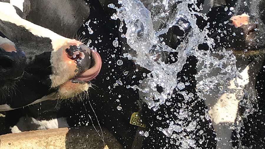 Dairy cow splashing water with her mouth