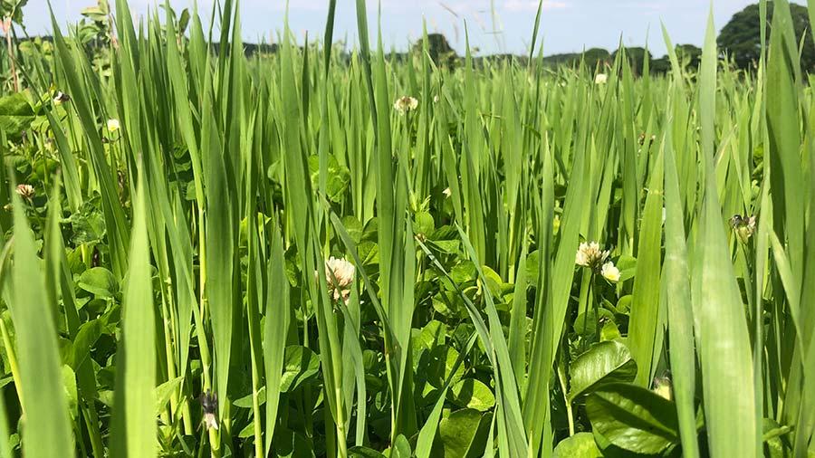 organic oats undersown with clover