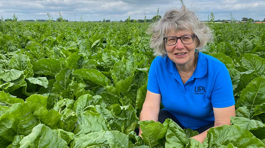 Pam Chambers in sugar beet field