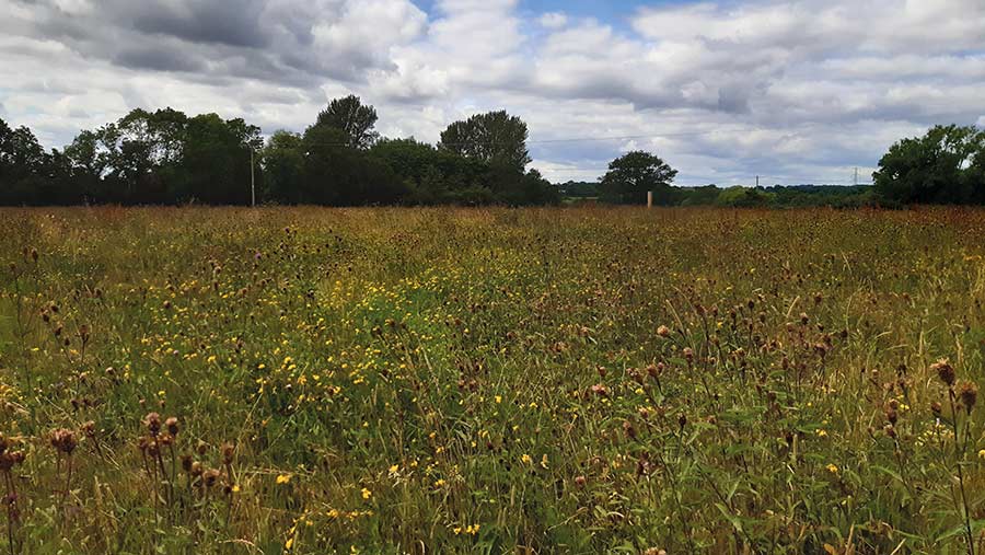 Species-rich pasture