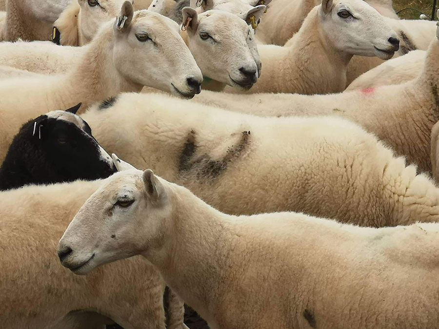 Stolen sheep marked with W