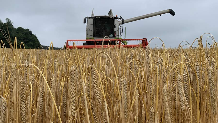 winter barley harvest