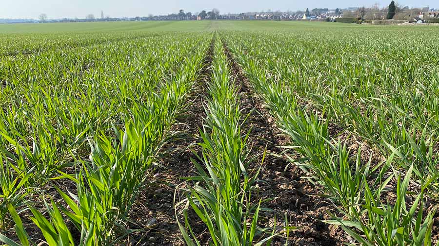 Clive Bailye's wheat crop