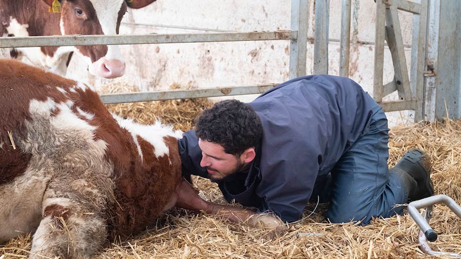 5 calf deformities, causes and what to do - Farmers Weekly