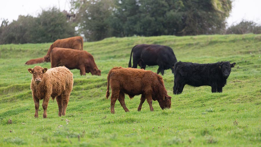 beef cows in field