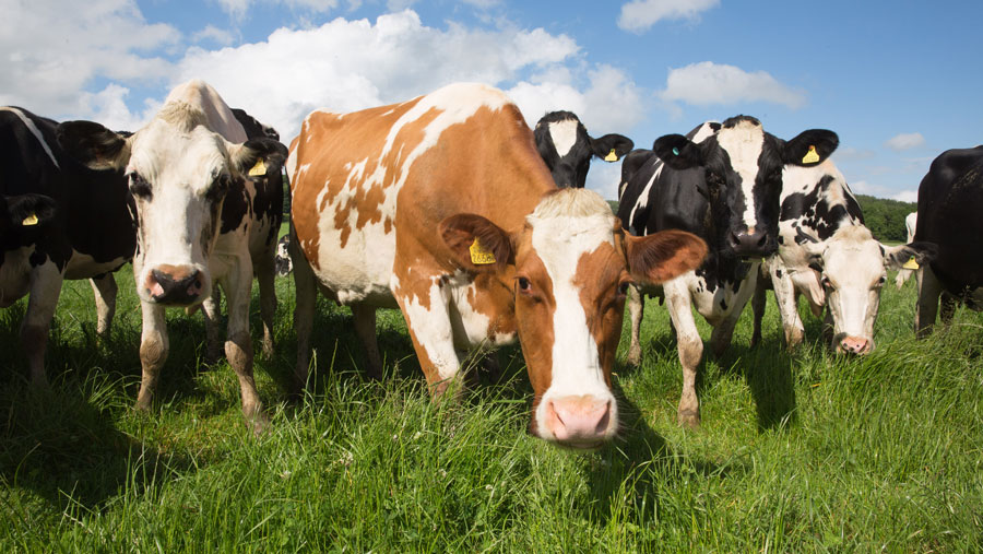 Cattle farmers offered free testing to tackle M bovis - Farmers Weekly