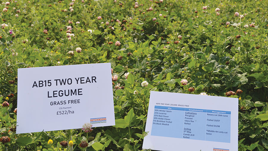 Two-year sown legume
