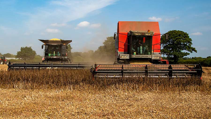 Last day of harvest at Brewster Farms, Staffordshire, with two Massey combines cutting beans (supplied by Rachael Lea)