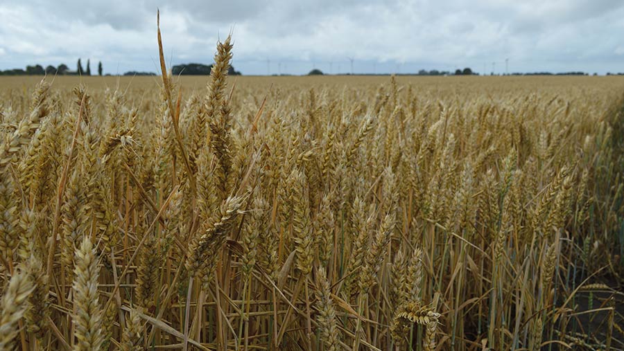 Field of Saki wheat