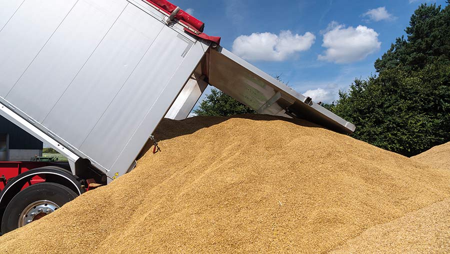 Wheat in trailer