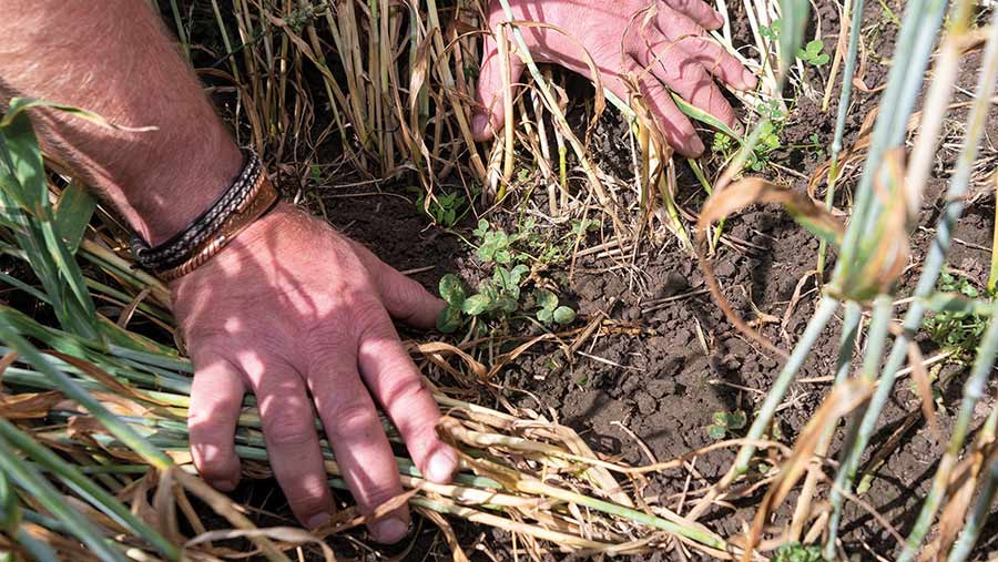 Hands in soil