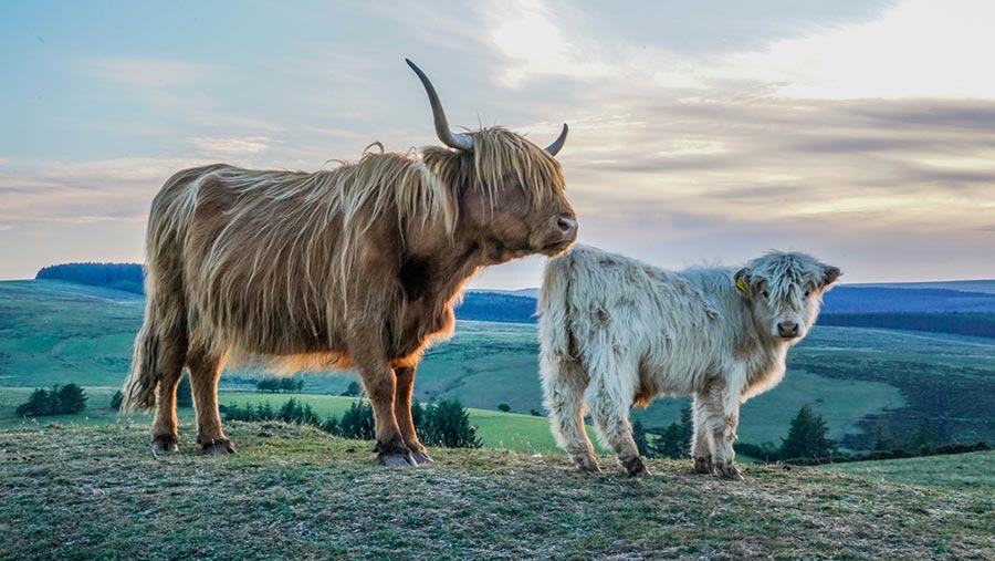 Highland cattle near Lettaford, Dartmoor © Emily Fleur Photography