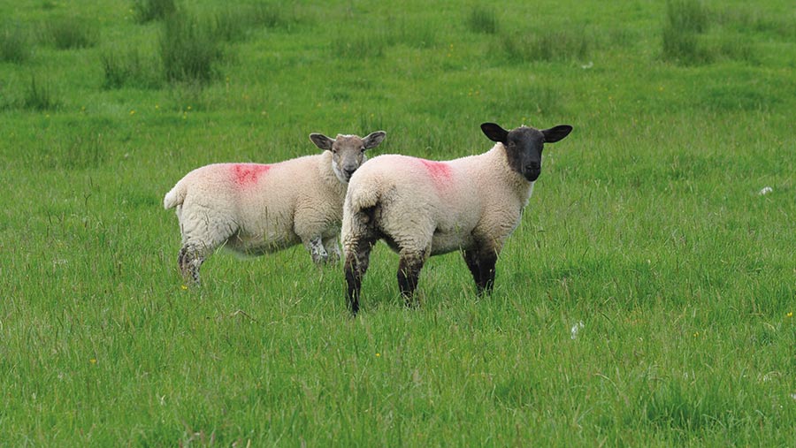 Lambs from Aberfield and Welsh ewes are finished © Debbie James