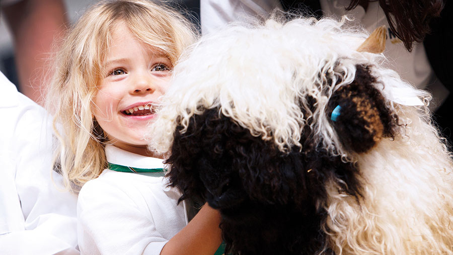 Luca Jones with Valois Blacknose sheep