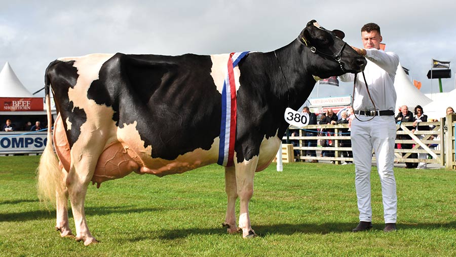 Dairy reserve interbreed champion Priestland Shot J Rose EX96