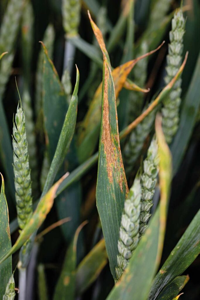 Septoria on winter wheat