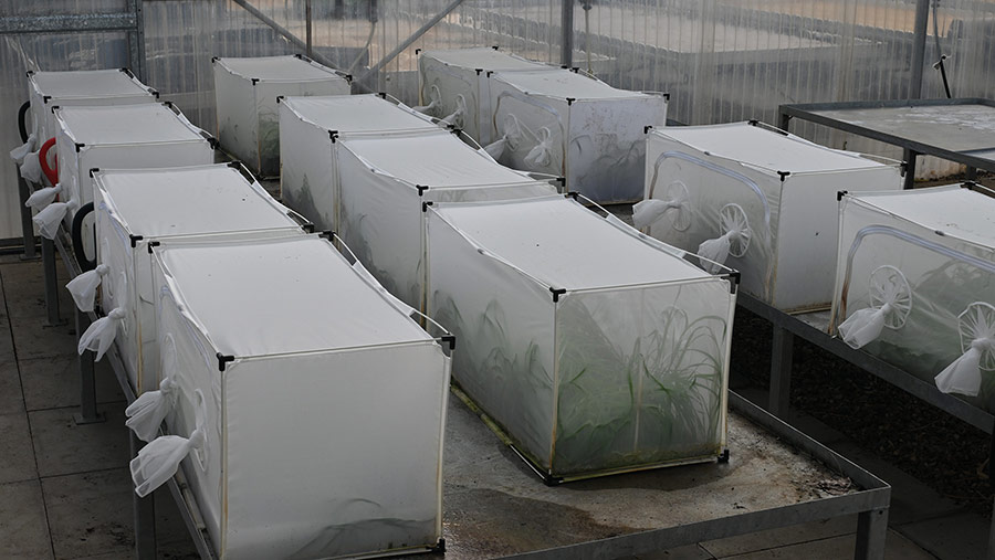 Syngenta's BYDV aphid nursery