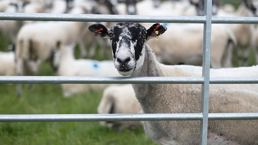 James McCartney's sheep flock © MAG/Colin Miller