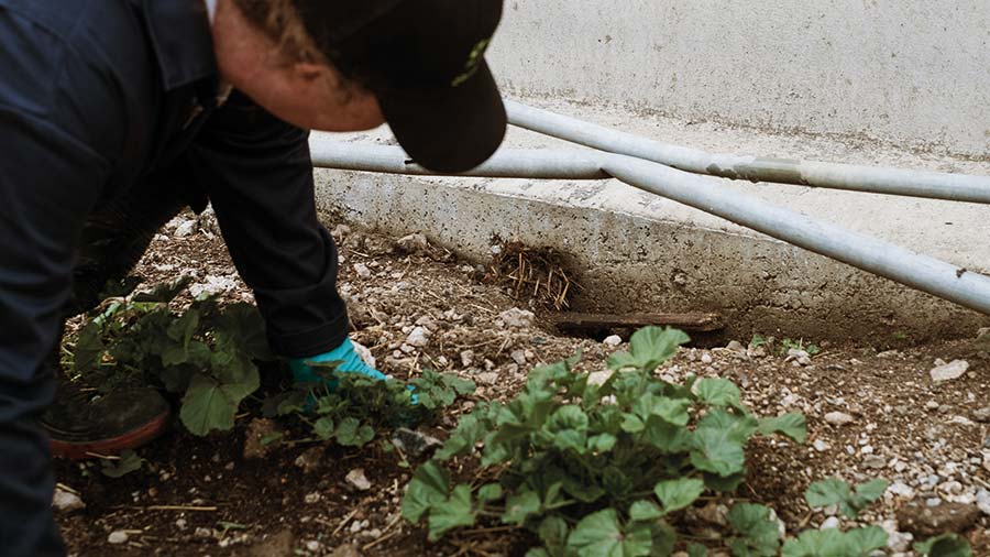 Rodent controller examines a hole beside shed