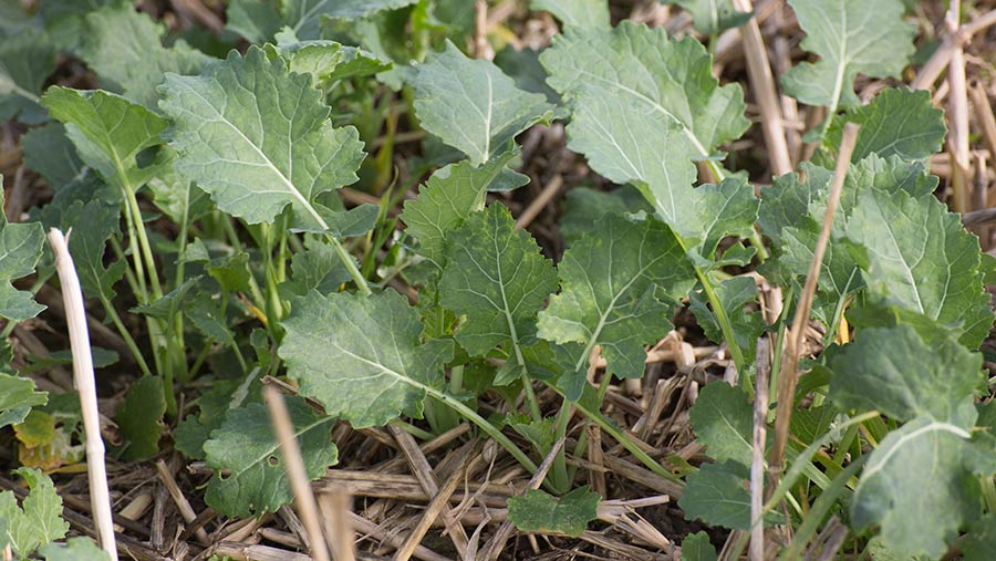 young oilseed rape plants