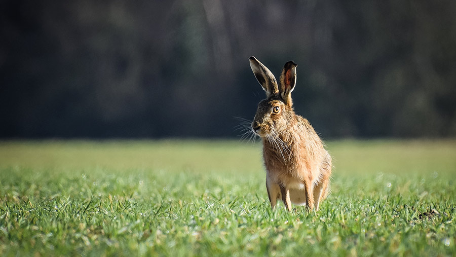 Hare in field