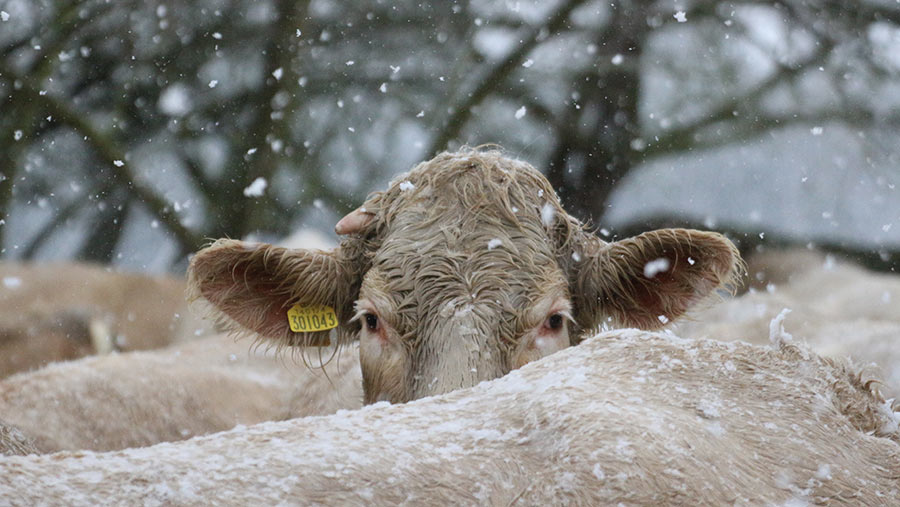 Calf peeping behind cattle