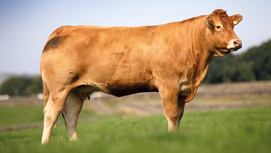 Beef cow in a field