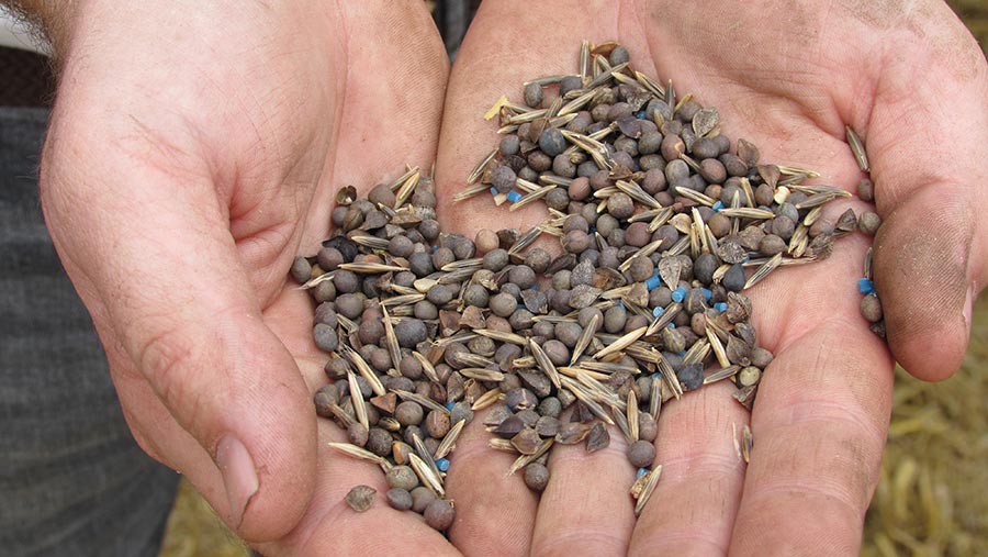 Seed mix in hands