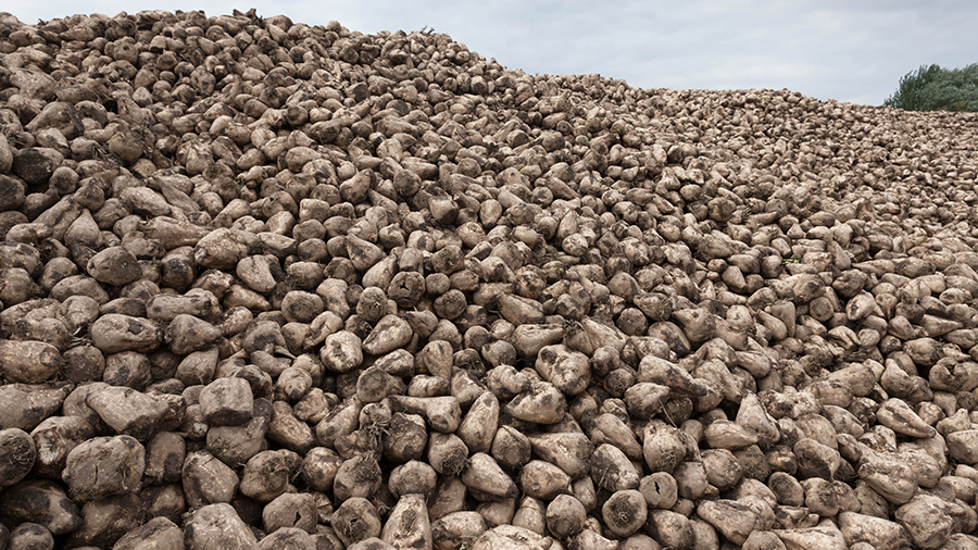 Harvested sugar beet