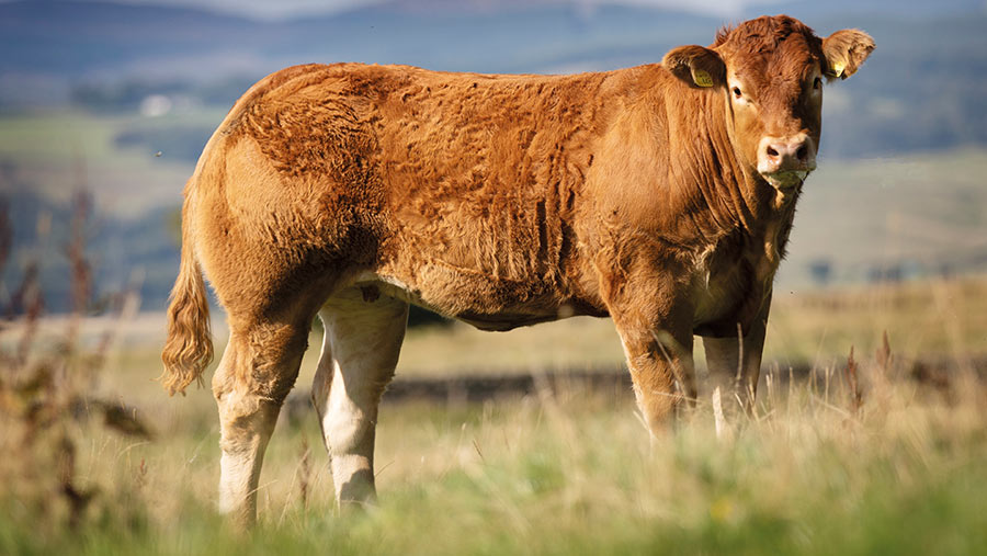 Calf in a field