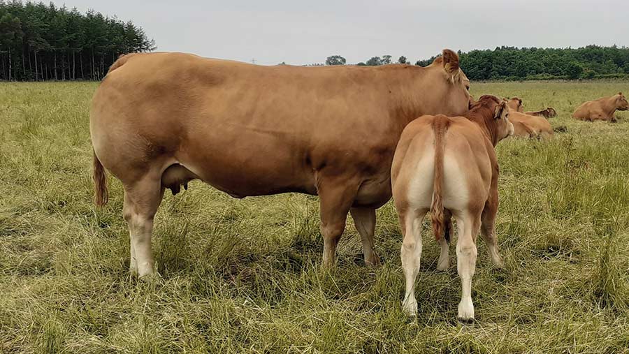 Cow and calf in a field