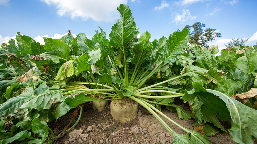 Growers within 9 miles of their factory on the 2022 1-year contract will receive £29/t including the Local Premium © British Sugar