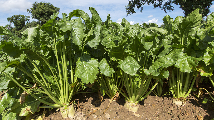 Sugar beet