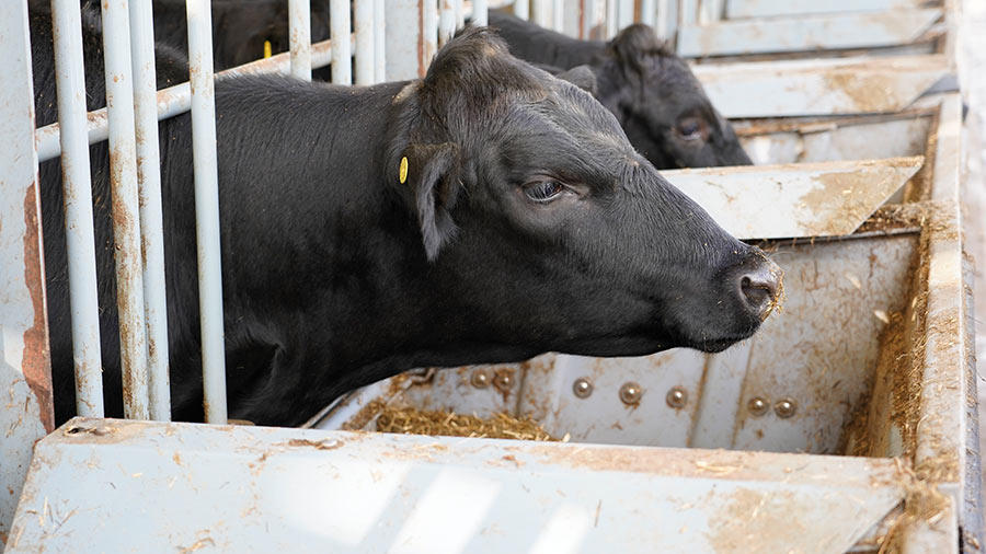 Cow eating from a feedbunk