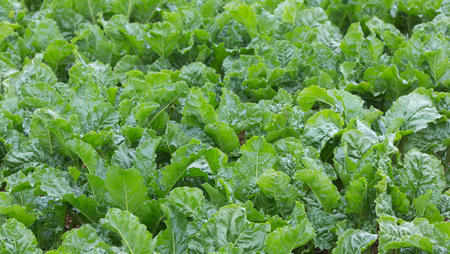 Sugar beet plants