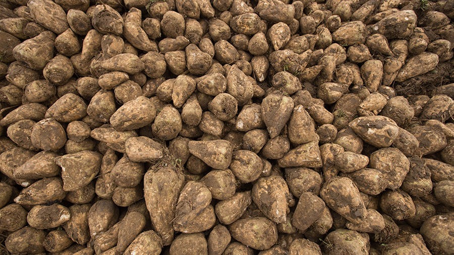 Sugar beet in the clamp