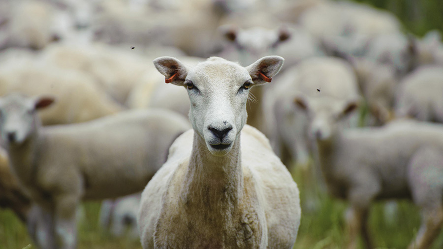  Lleyn sheep in field