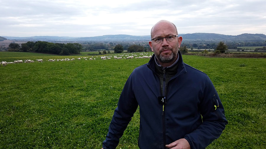 Jake Freestone in clover field with sheep in background