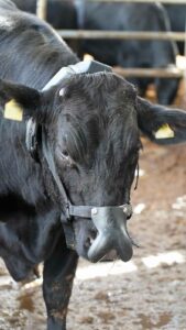 Cow wearing a plastic mask that covers its nostrils