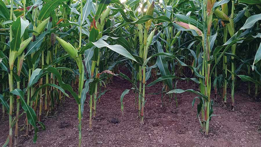 Mature maize plants