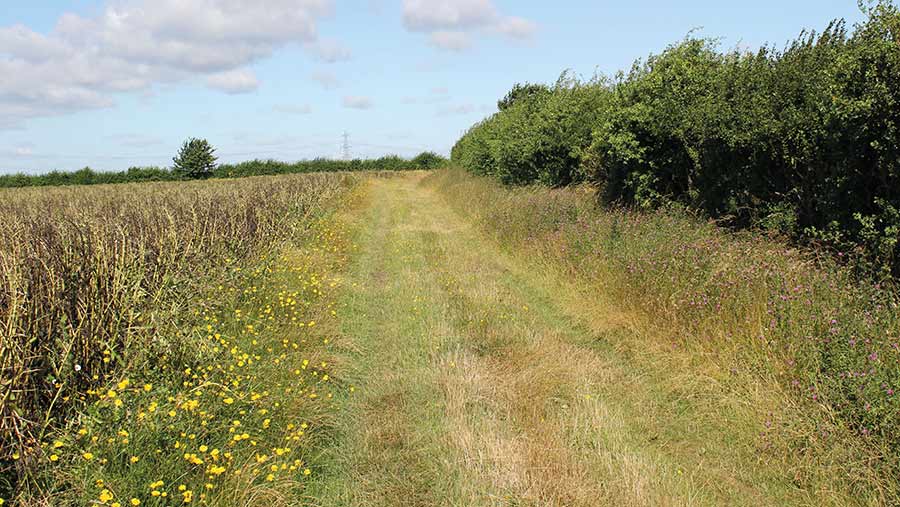 Field margin with a hedgerow and grassy track