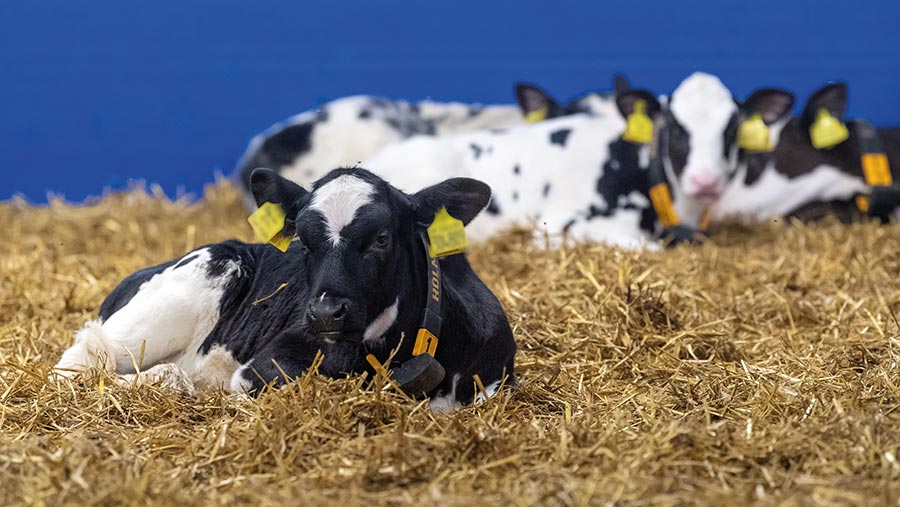 Calves in a pen with blue plastic sides
